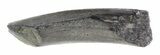 Fossil Giant Beaver (Castoroides) Tooth - Florida #36745-2